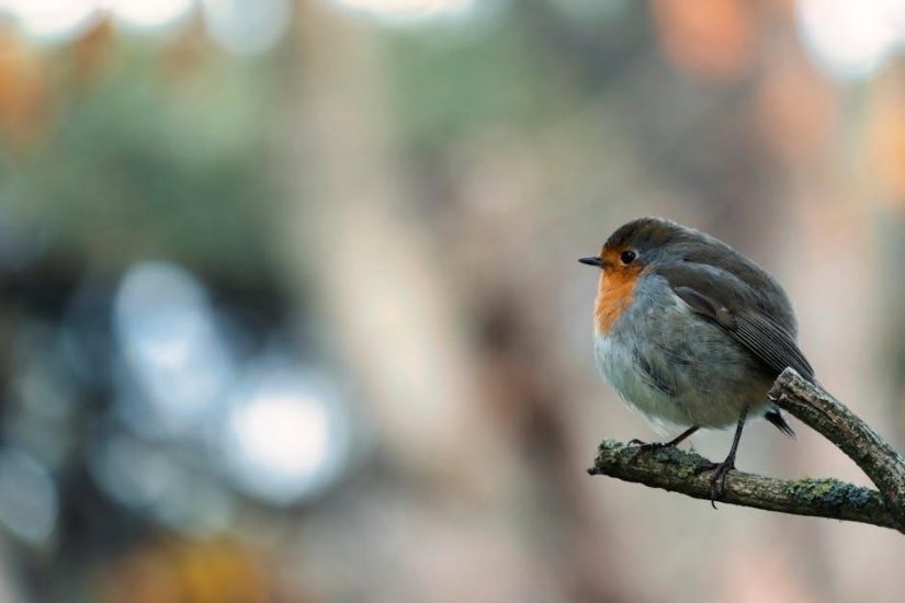 backyard birdsong guide