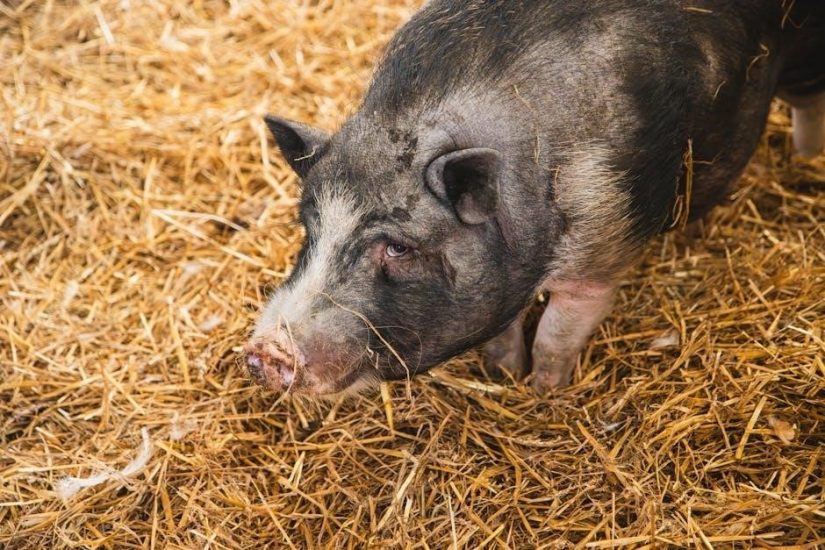 black and decker grass hog instruction manual